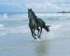 <b>Название: </b>Лошадь на пляже, <b>Добавил:<b> ImmortaL<br>Размеры: 1024x768, 287.0 Кб
